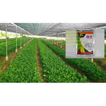 Best Price for Downy Mildew of Cucumber, Mancozeb+Cymoxanil Fungicide